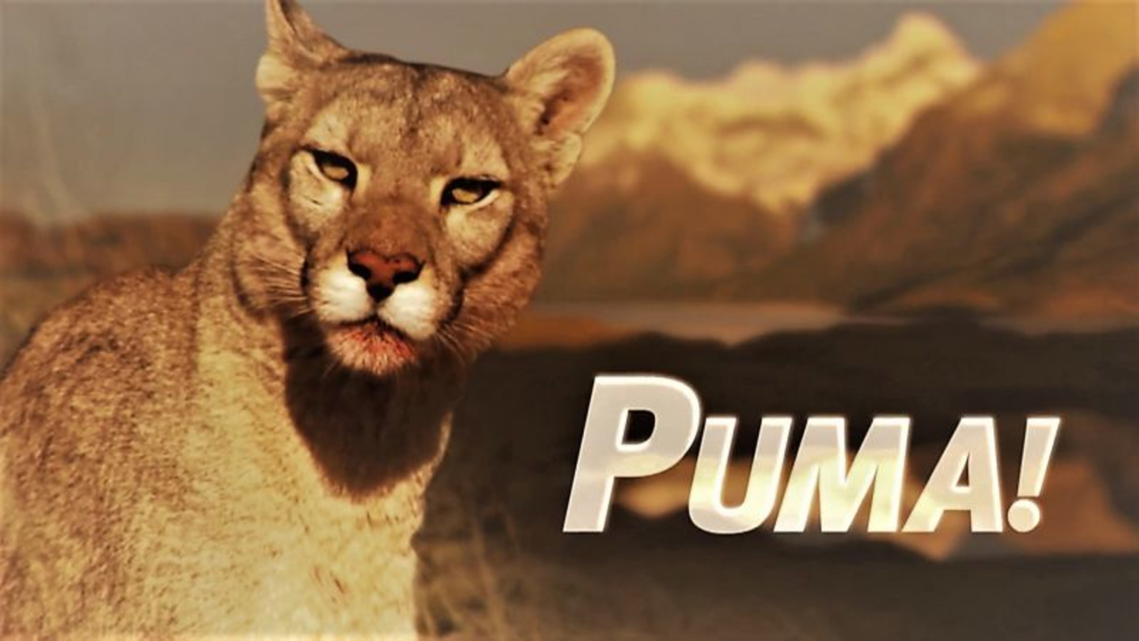 Песнях дикая пума. Puma. Надпись Пума. Puma на заставку.