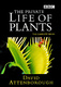 A növények magánélete (1995–1995)