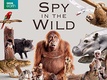 Spy in the Wild (2017–)